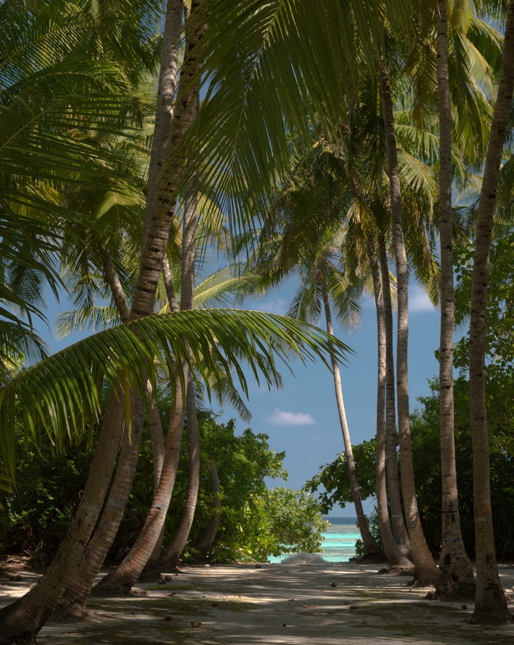 Aerial view of Fulhadhoo