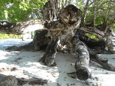 Maroshi, photo 2 of 2